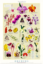 Orchid Poster