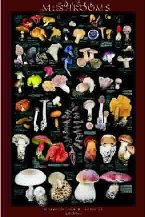 Edible Forest Floor Mushrooms Poster