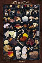 Medicinal Mushrooms Poster