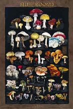 Poisonous and Psycotrophic Mushrooms Poster