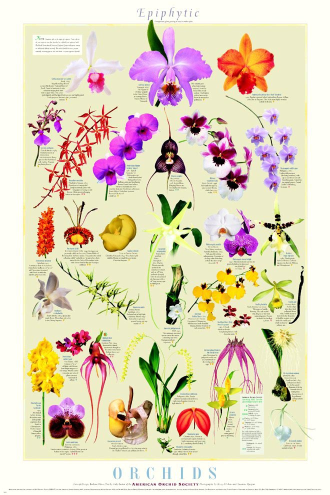 Epiphytic Orchids Poster