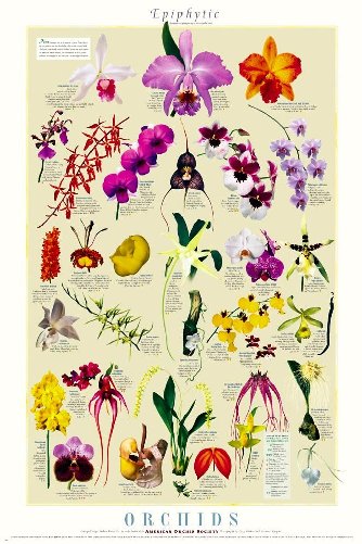 Epiphytic Orchids Poster