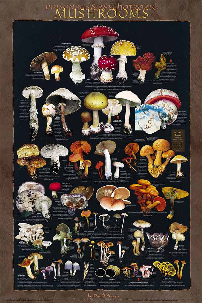 Poisonous and Psychotrophic Mushrooms Poster